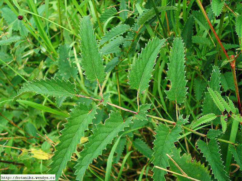 Krvavec toten kořen řezaný